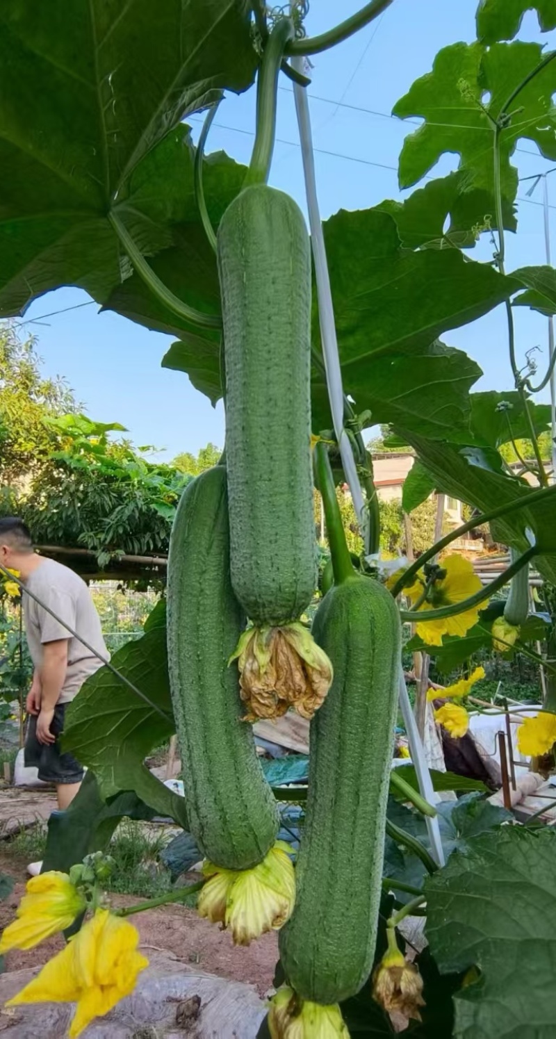 丝瓜种子优比1号成瓜率高连续采摘时间长瓜条顺直翠绿色