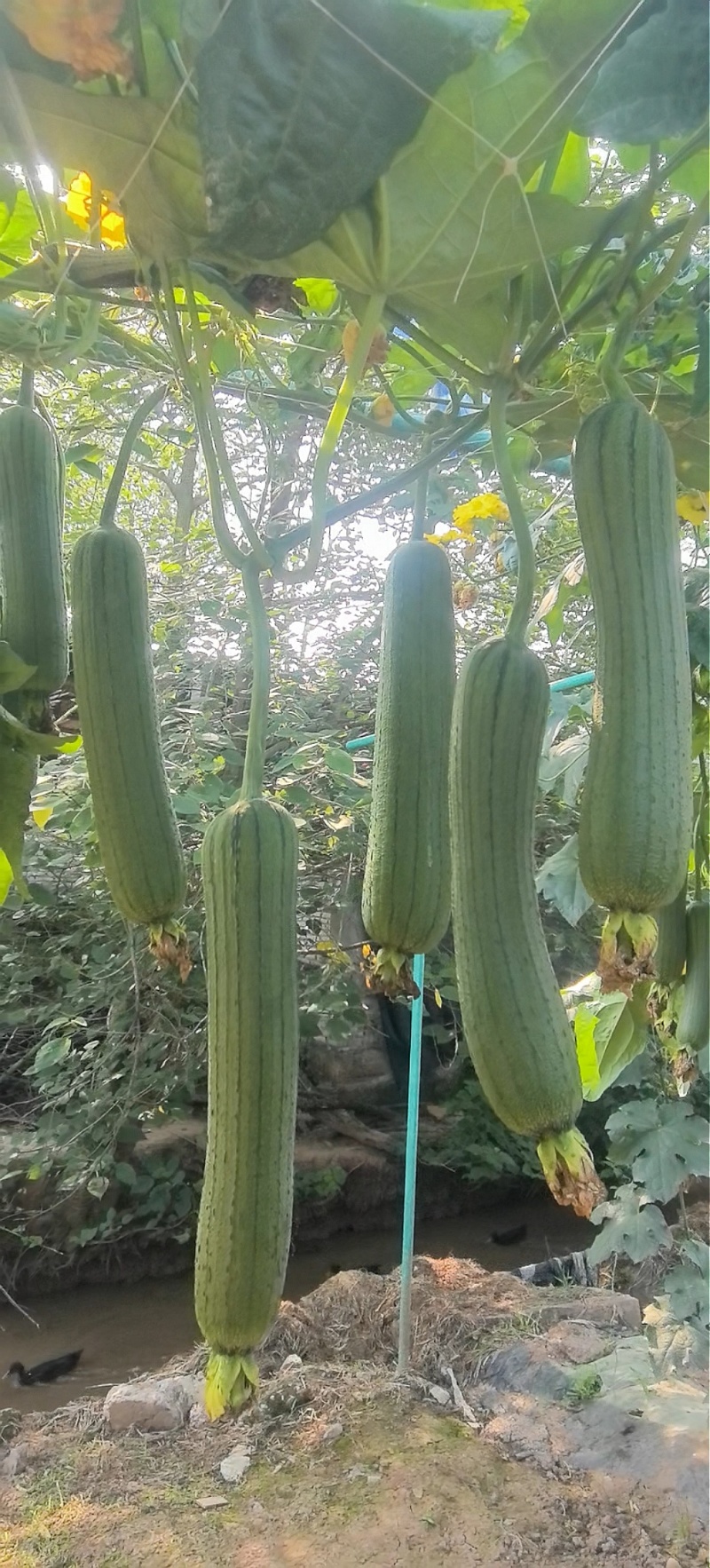 丝瓜种子优比1号成瓜率高连续采摘时间长瓜条顺直翠绿色