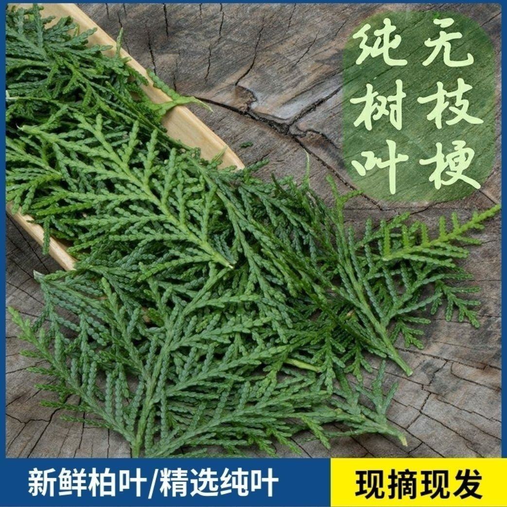 新鲜柏丫枝柏熏肉材料现砍侧柏叶扁柏叶侧柏叶***柏丫野生