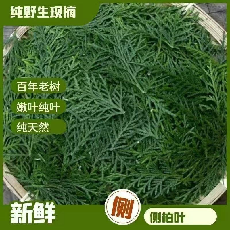 新鲜柏丫枝柏熏肉材料现砍侧柏叶扁柏叶侧柏叶***柏丫野生