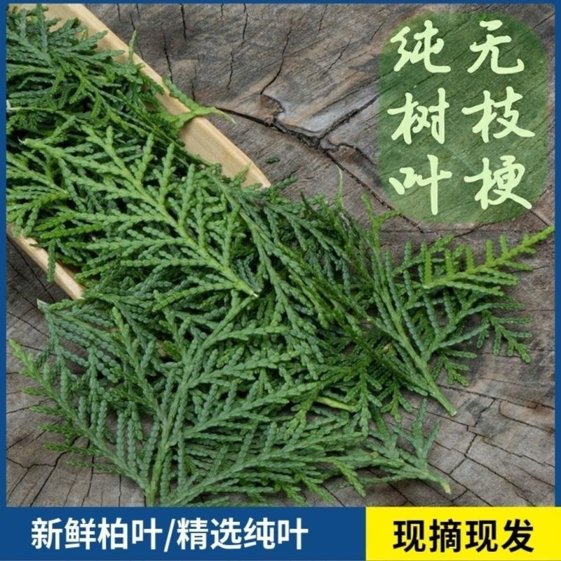 新鲜柏丫枝柏熏肉材料现砍侧柏叶扁柏叶侧柏叶***柏丫野生
