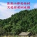 新鲜柏丫枝柏熏肉材料现砍侧柏叶扁柏叶侧柏叶***柏丫野生