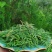 新鲜柏丫枝柏熏肉材料现砍侧柏叶扁柏叶侧柏叶***柏丫野生