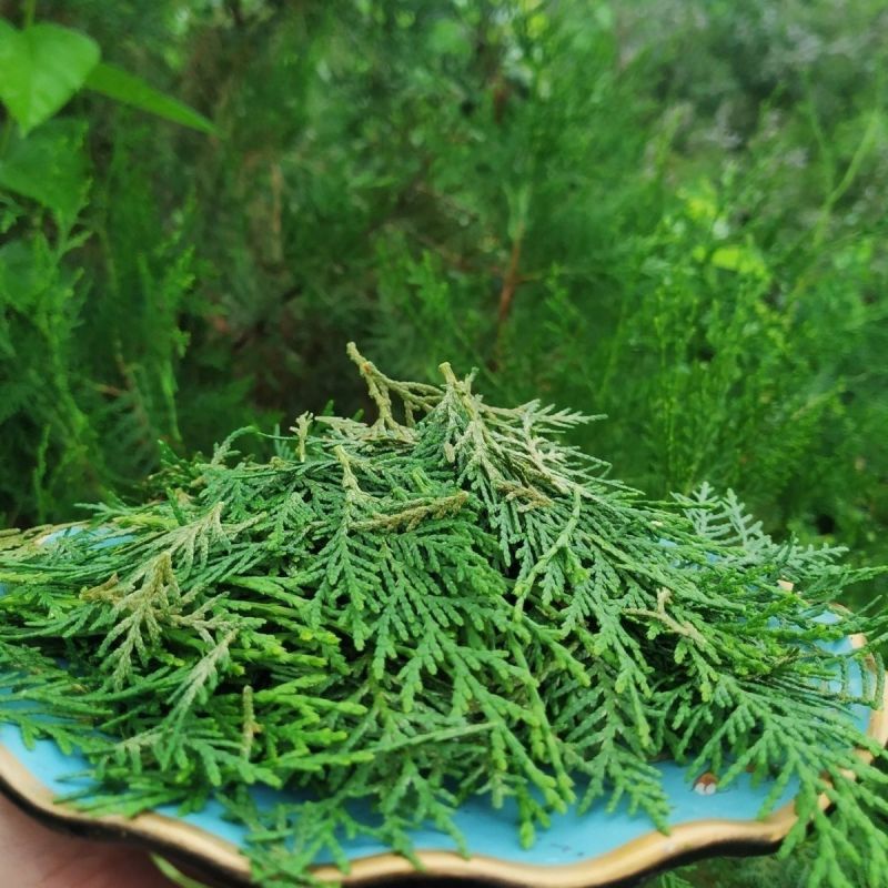 新鲜柏丫枝柏熏肉材料现砍侧柏叶扁柏叶侧柏叶***柏丫野生