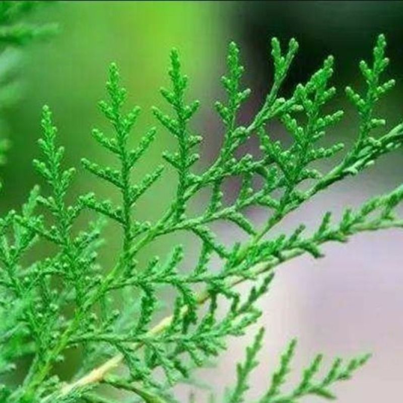 新鲜柏丫枝柏熏肉材料现砍侧柏叶扁柏叶侧柏叶***柏丫野生
