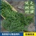 新鲜柏丫枝柏熏肉材料现砍侧柏叶扁柏叶侧柏叶***柏丫野生