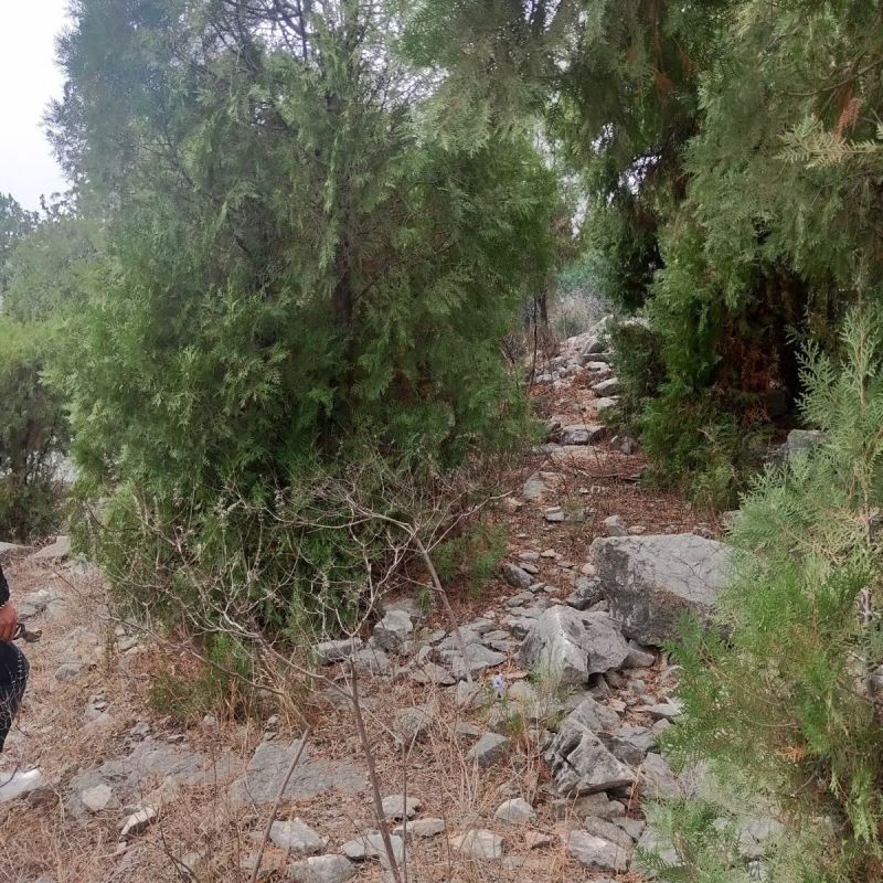 新鲜柏丫枝柏熏肉材料现砍侧柏叶扁柏叶侧柏叶***柏丫野生