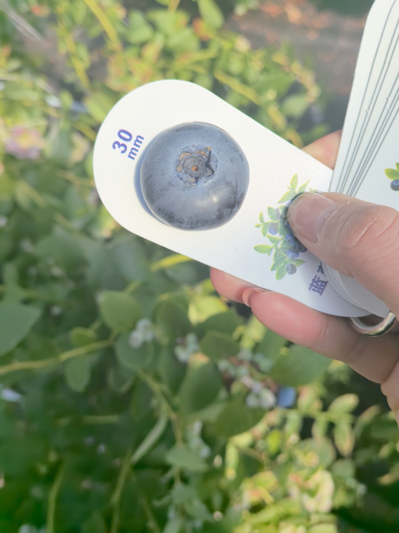 丹东花香蓝莓，开园啦！产地直发，新鲜水果