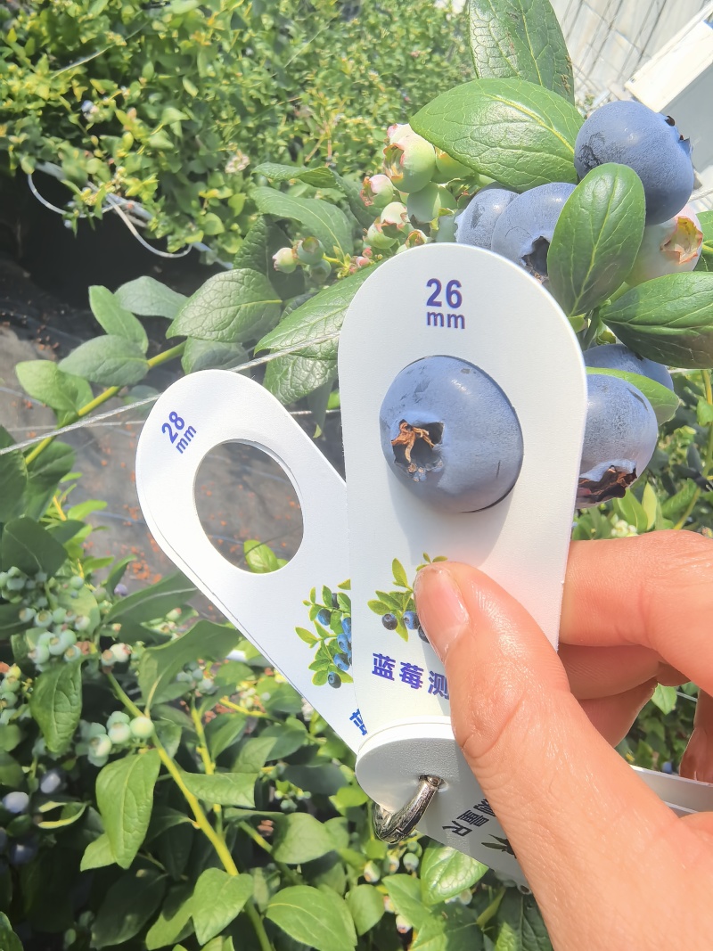 丹东花香蓝莓，开园啦！产地直发，新鲜水果