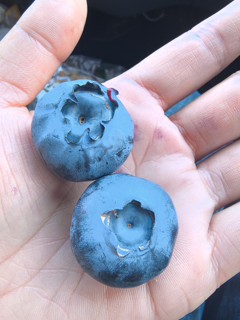 丹东花香蓝莓，开园啦！产地直发，新鲜水果