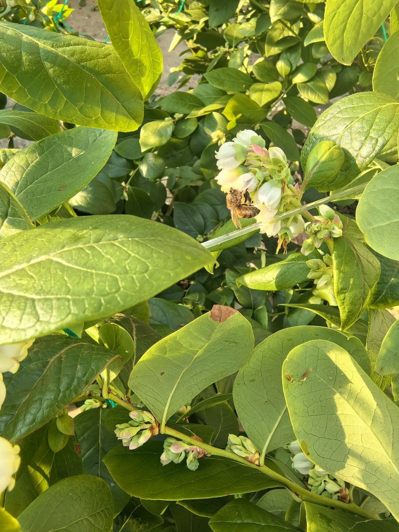 丹东花香蓝莓，开园啦！产地直发，新鲜水果