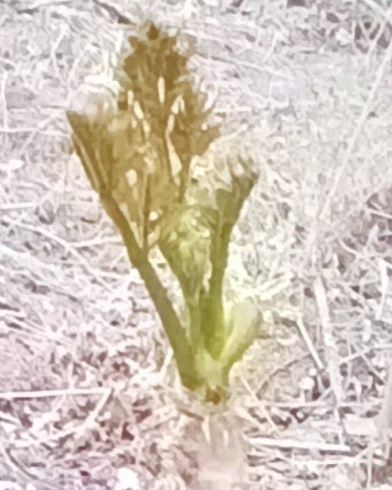 辽宁昌图新鲜刺嫩芽刺老芽现采现发产地直供山野菜