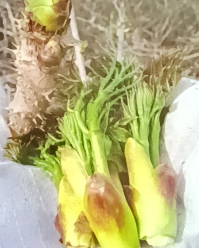 辽宁昌图新鲜刺嫩芽刺老芽现采现发产地直供山野菜