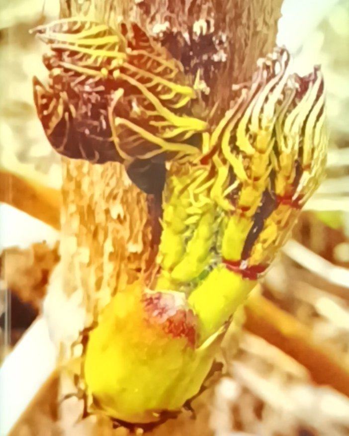 辽宁昌图新鲜刺嫩芽刺老芽现采现发产地直供山野菜