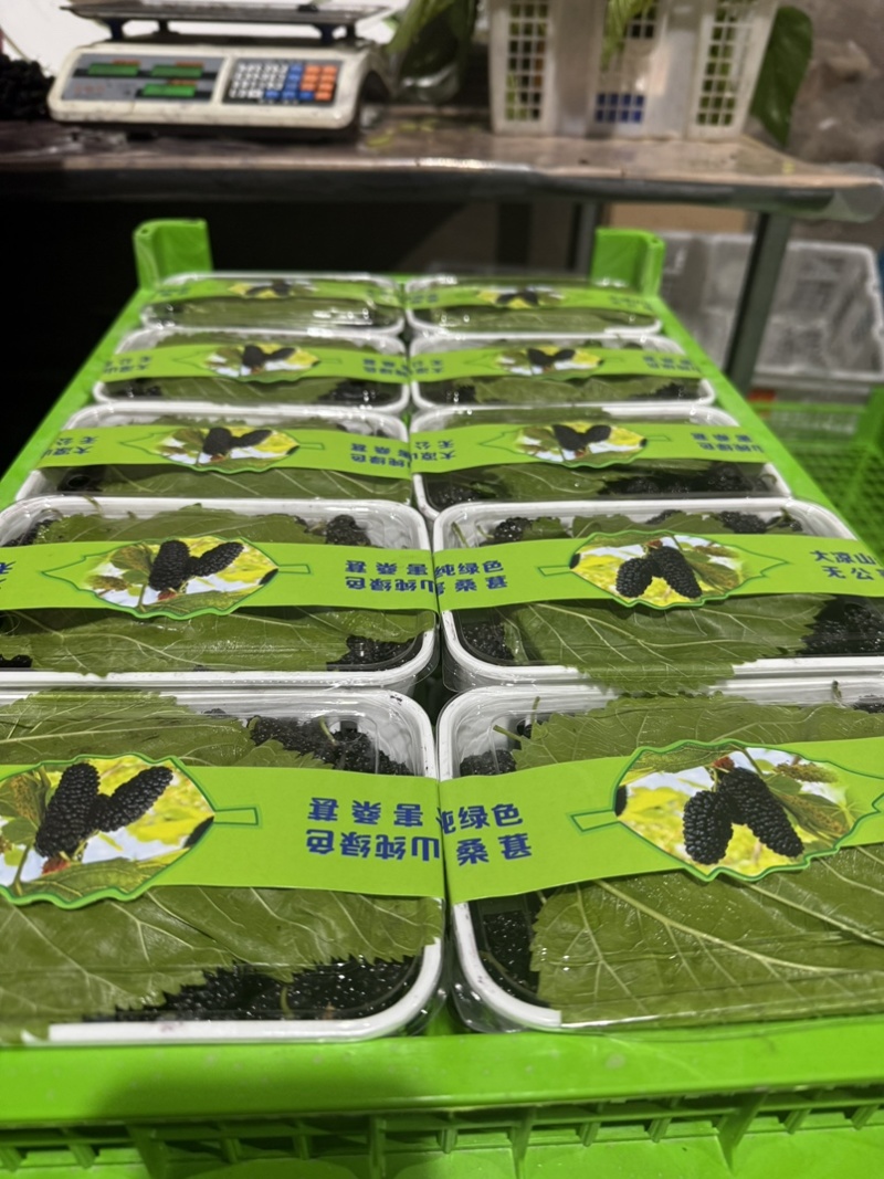 【德昌鲜桑葚】专业产地代办提供冷库全面配套供应全国市场