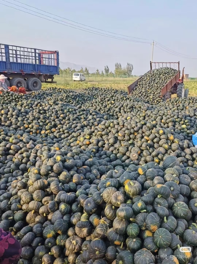 广东精品贝贝南瓜大量上市品质保证量大从优欢迎联系