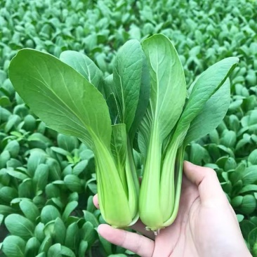 精品上海青，小青菜大量货源，当天现摘现发，保证新鲜到货