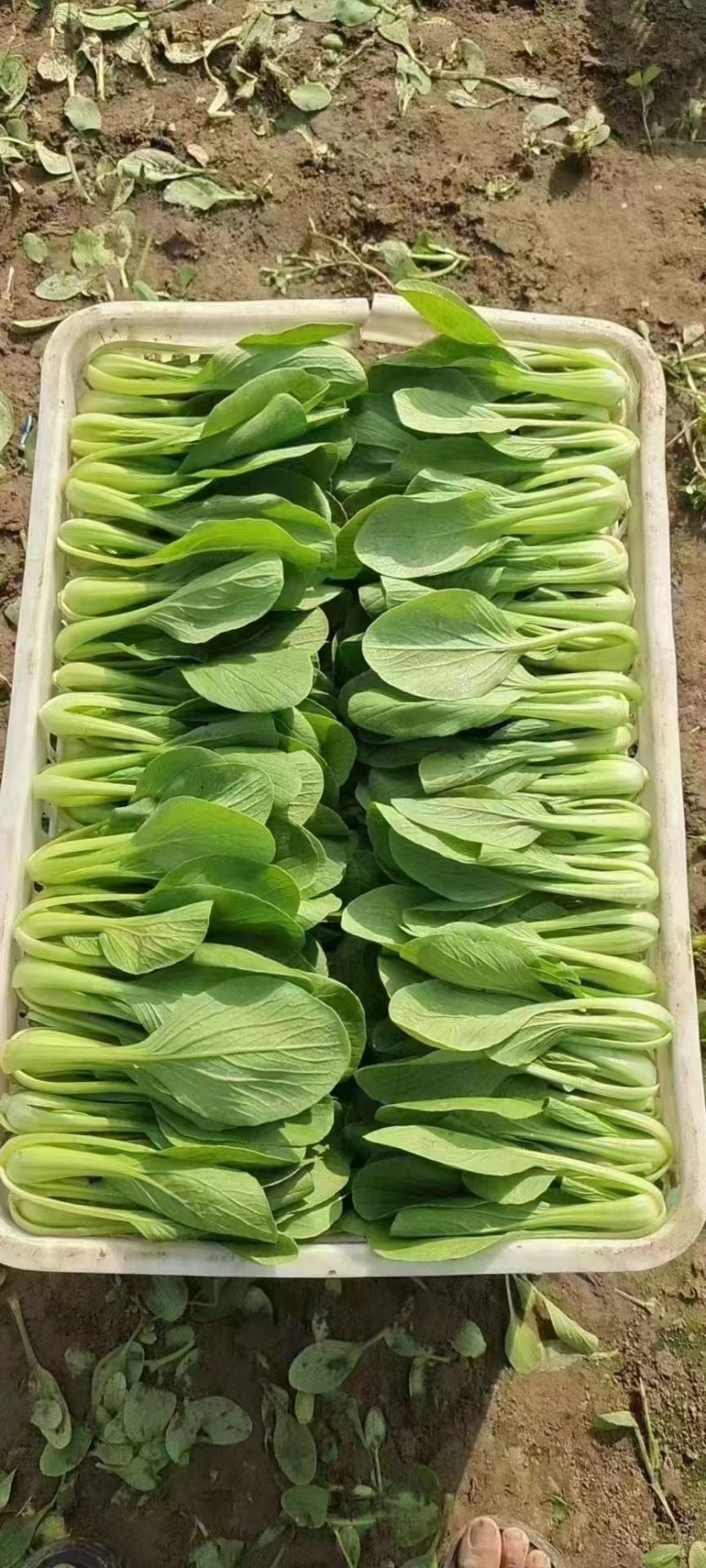 精品上海青，小青菜大量货源，当天现摘现发，保证新鲜到货