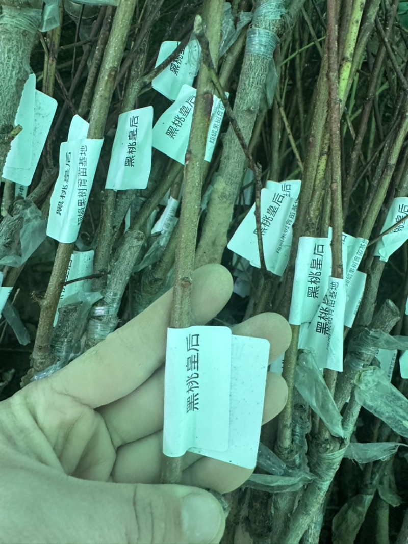 专业大量批发各类果树苗木基地