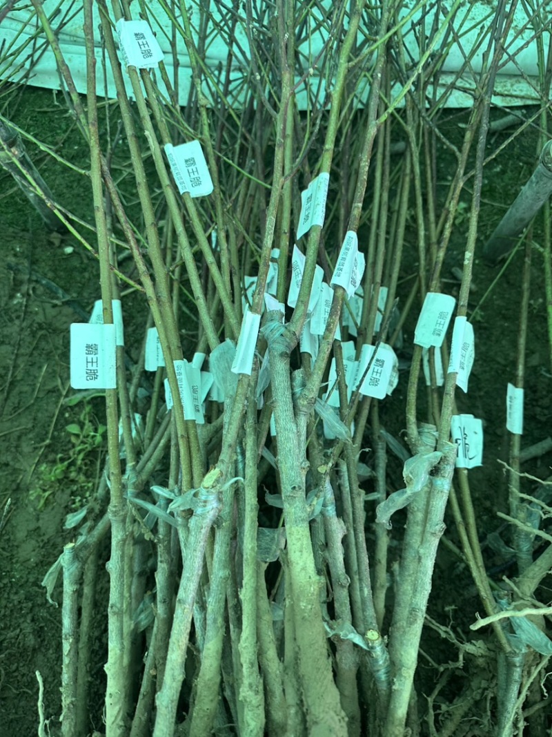 专业大量批发各类果树苗木基地