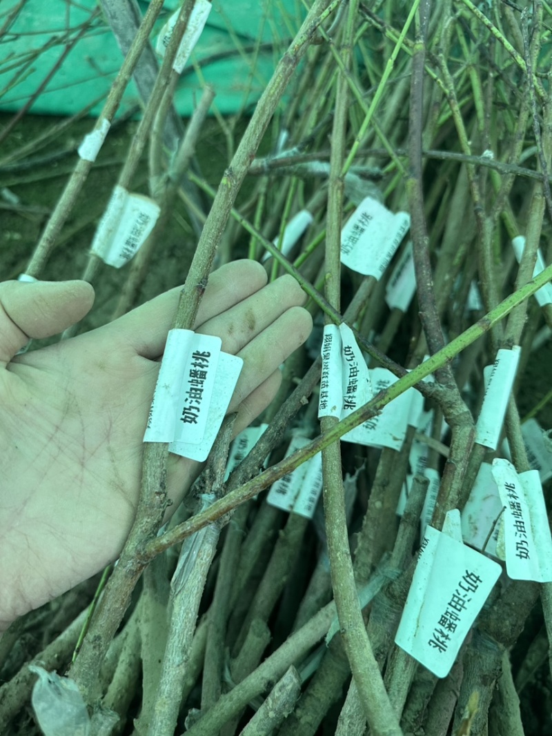 专业大量批发各类果树苗木基地