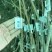 专业大量批发各类果树苗木基地