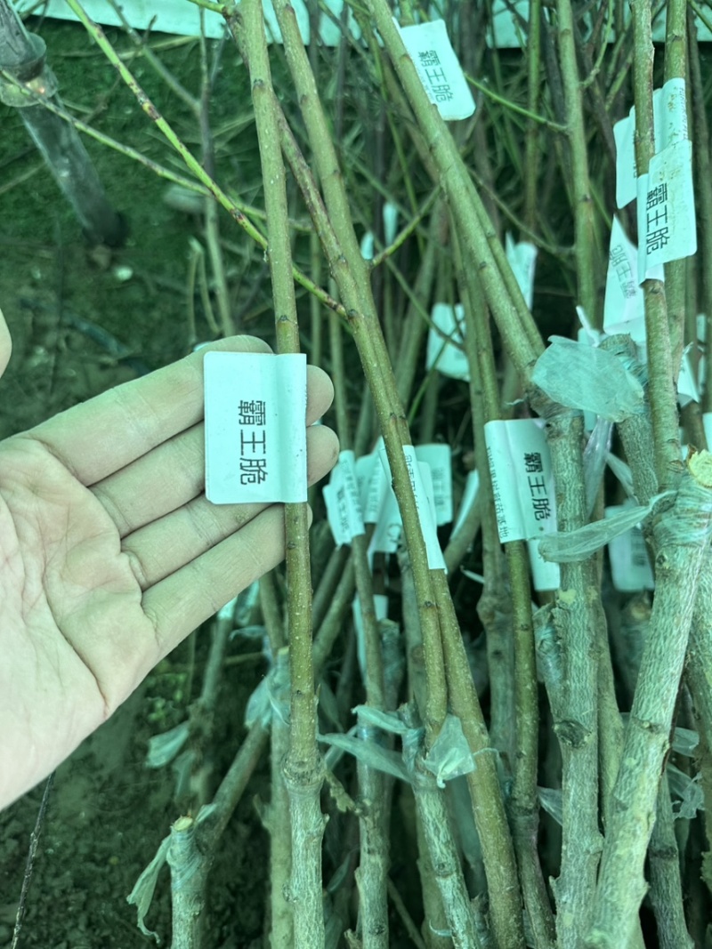 专业大量批发各类果树苗木基地