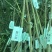 专业大量批发各类果树苗木基地
