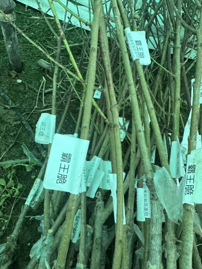 专业大量批发各类果树苗木基地