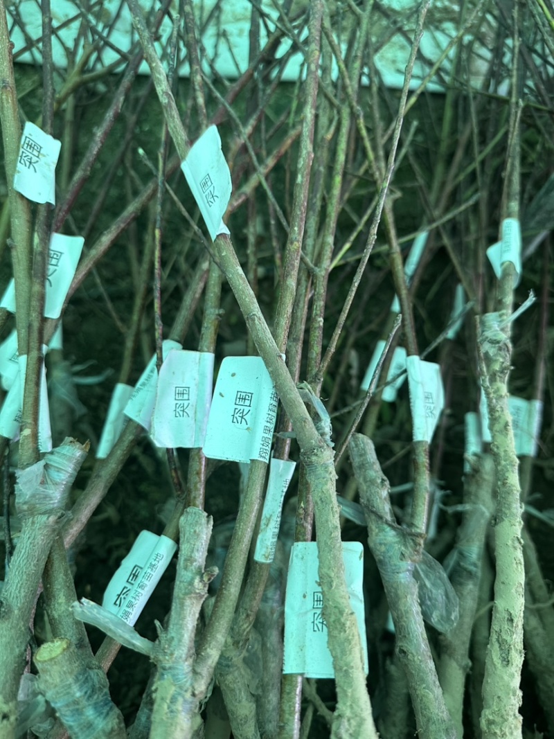 专业大量批发各类果树苗木基地
