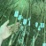 专业大量批发各类果树苗木基地
