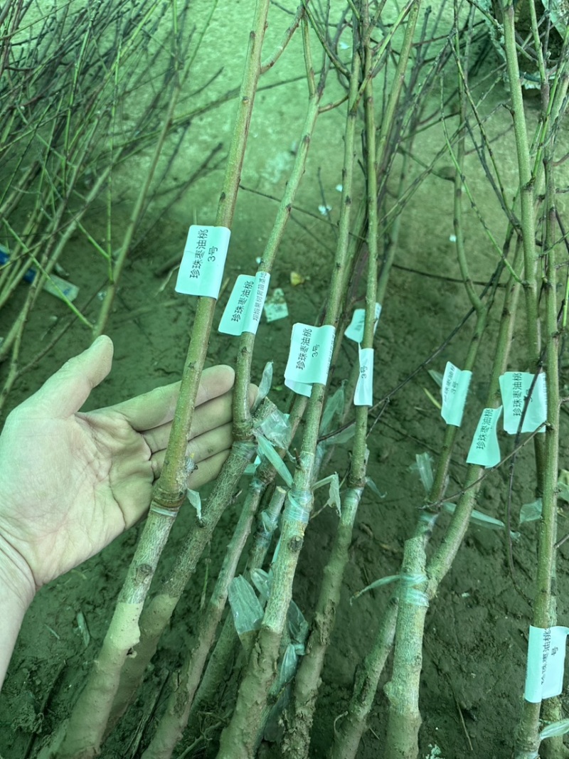 专业大量批发各类果树苗木基地