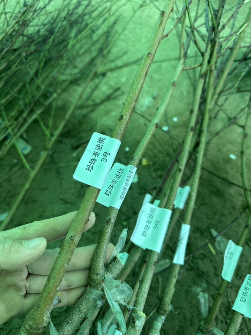 专业大量批发各类果树苗木基地