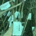 专业大量批发各类果树苗木基地