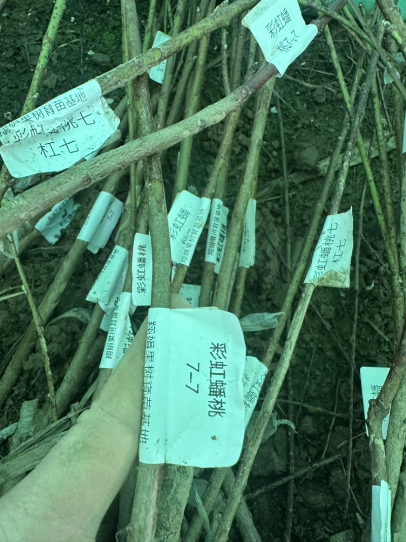 专业大量批发各类果树苗木基地