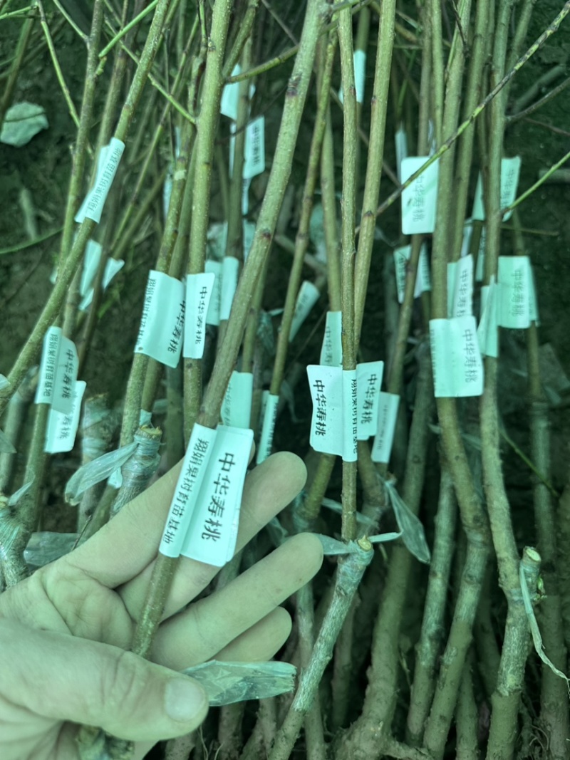 专业大量批发各类果树苗木基地