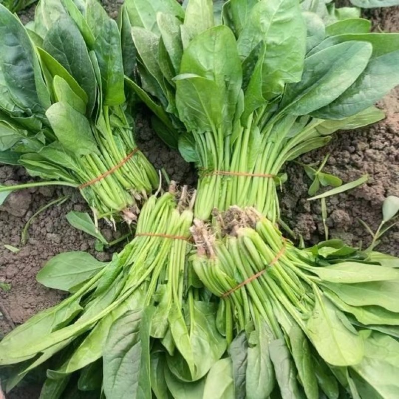 精品菠菜，大叶菠菜高杆菠菜产地供应，可对接市场商超