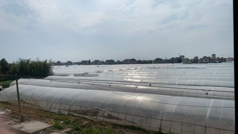 精品菠菜，大叶菠菜高杆菠菜产地供应，可对接市场商超