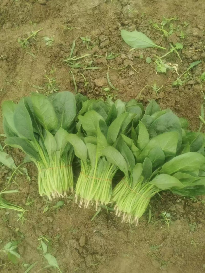 精品菠菜，大叶菠菜高杆菠菜产地供应，可对接市场商超