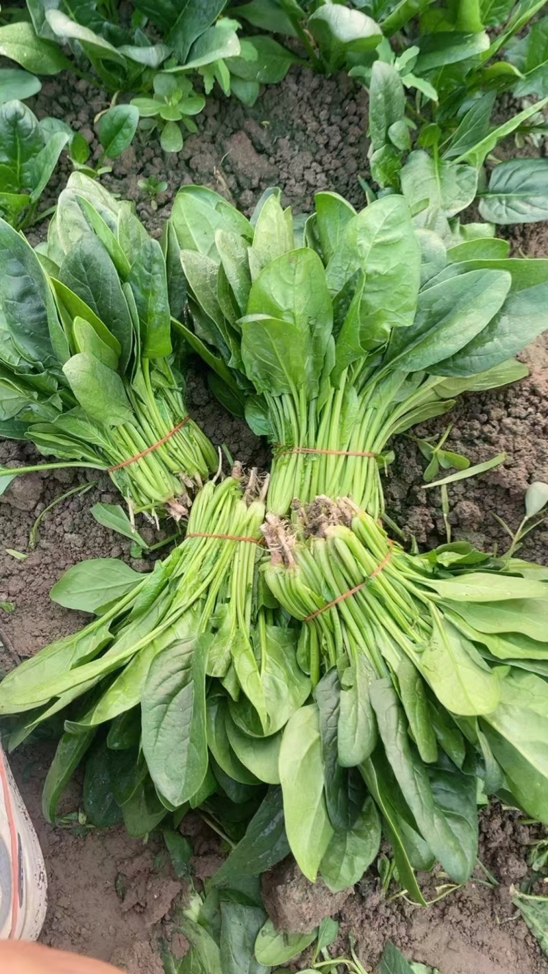 精品菠菜，大叶菠菜高杆菠菜产地供应，可对接市场商超