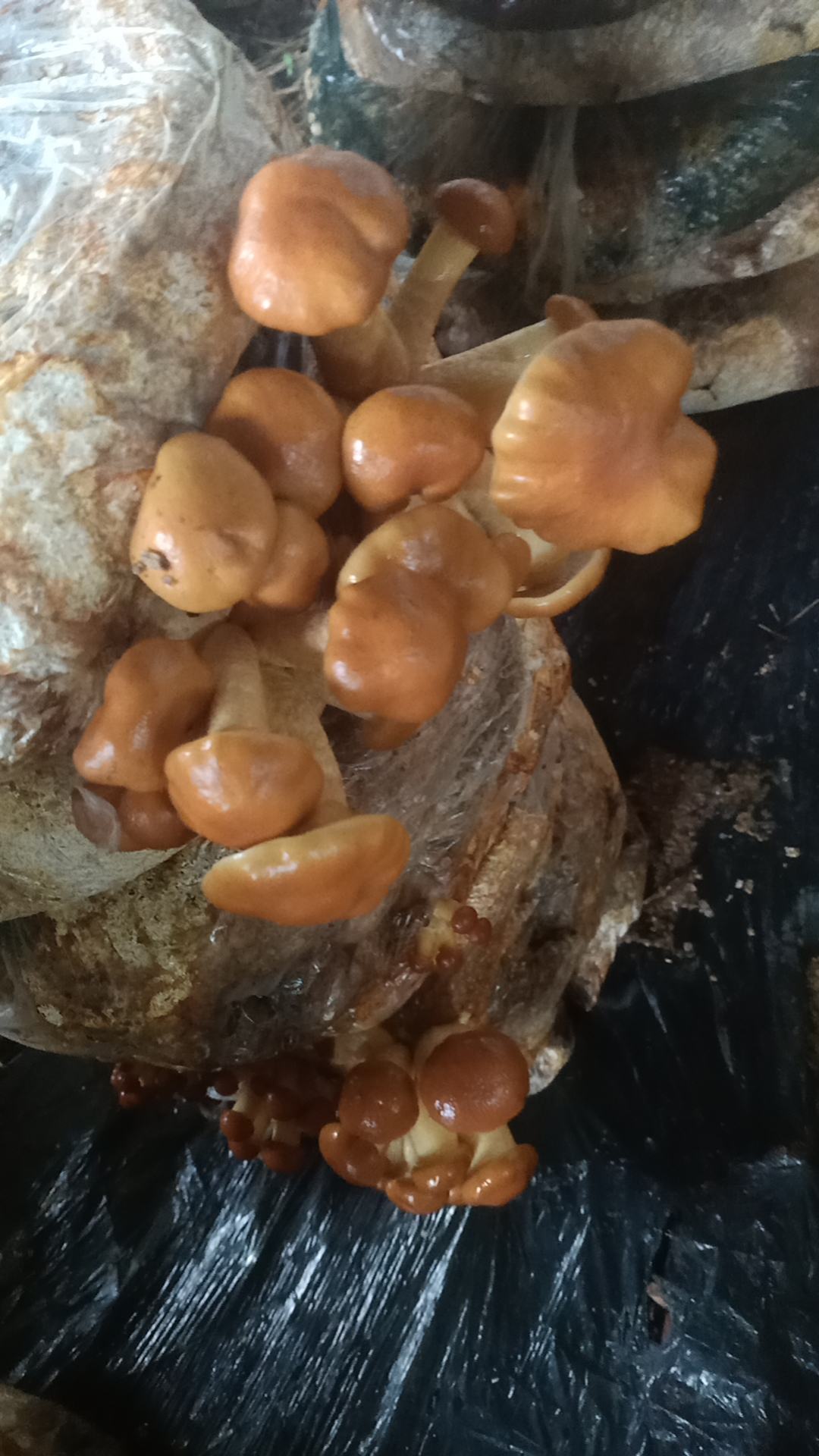滑子菇大球盖菇干品