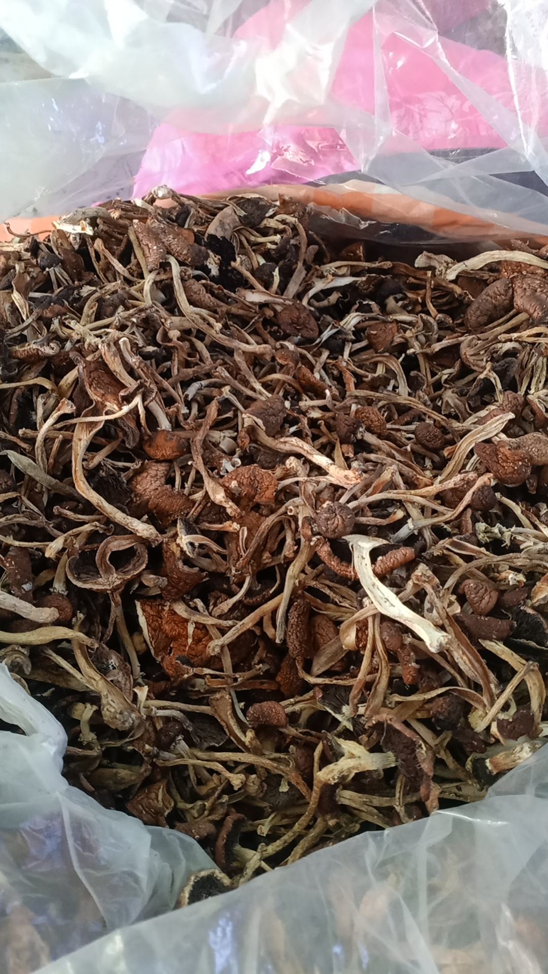 滑子菇大球盖菇干品
