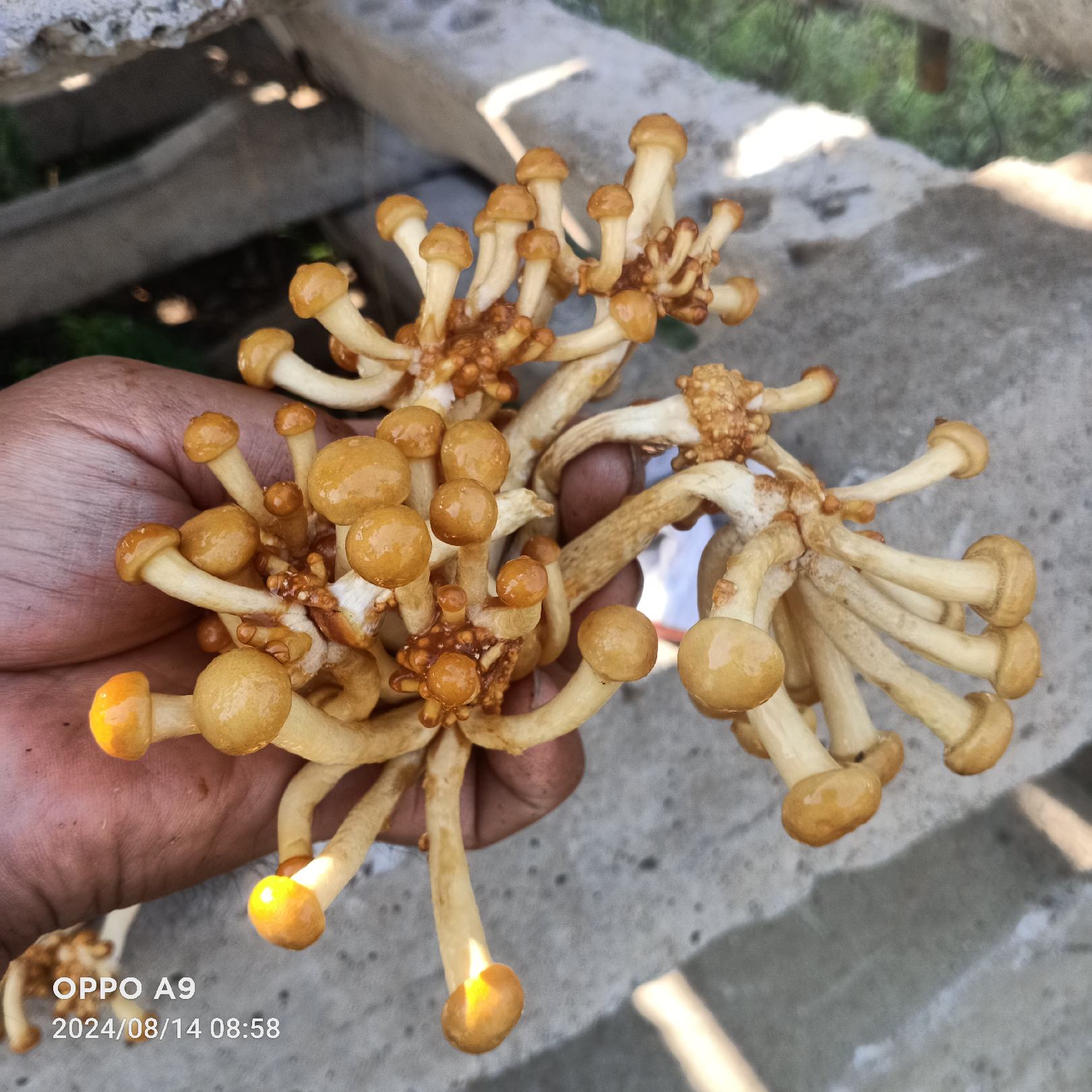 滑子菇大球盖菇干品