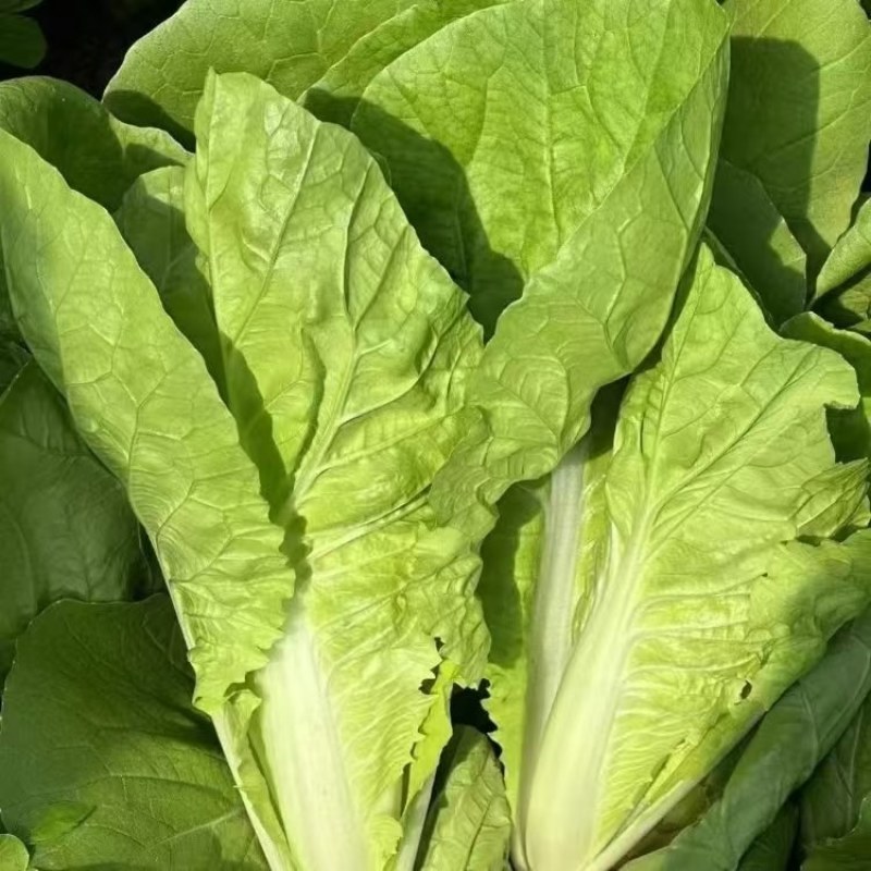 精品产地毛白菜，山东毛白菜，产地大量货源当天现挖现发