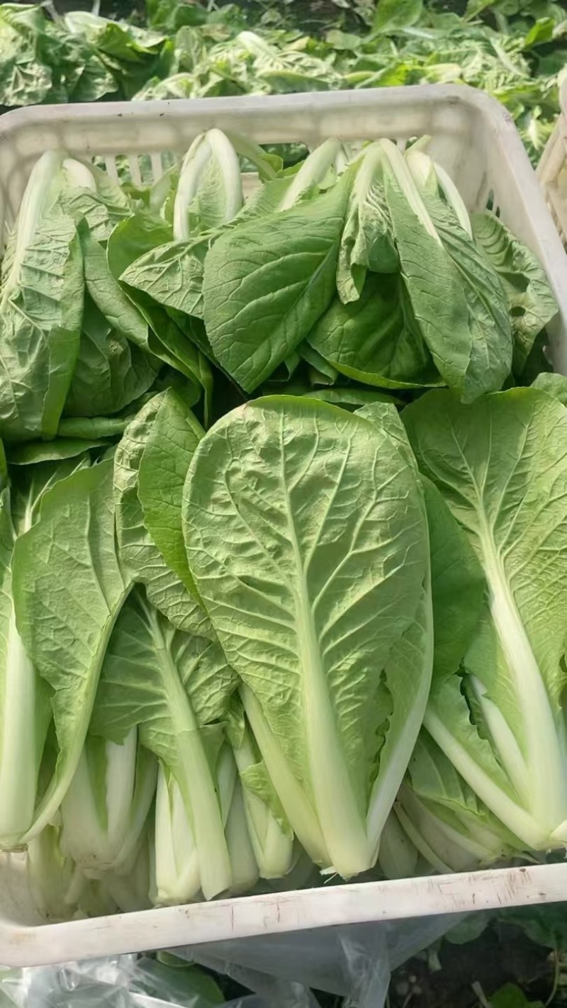 精品产地毛白菜，山东毛白菜，产地大量货源当天现挖现发