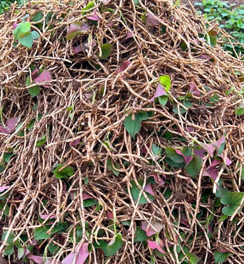 鱼腥草，折耳根