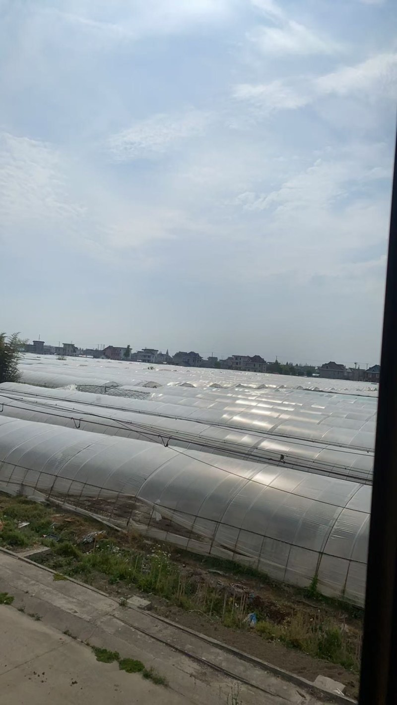 香菜，大叶小叶香菜，基地一手货源当天供应可对接市场商超电
