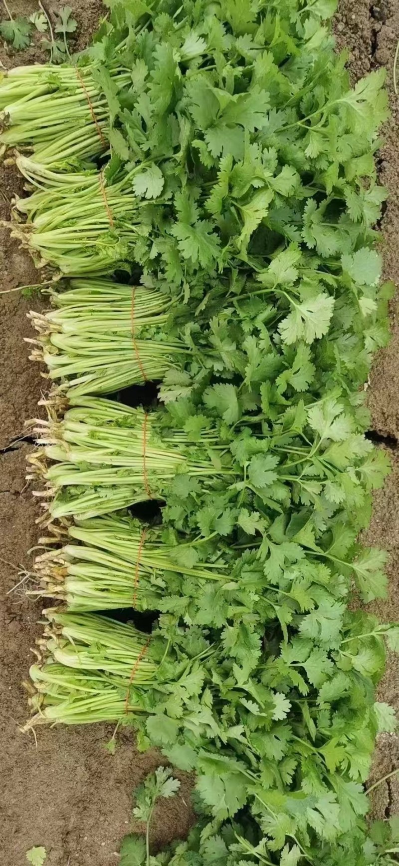 香菜，大叶小叶香菜，基地一手货源当天供应可对接市场商超电