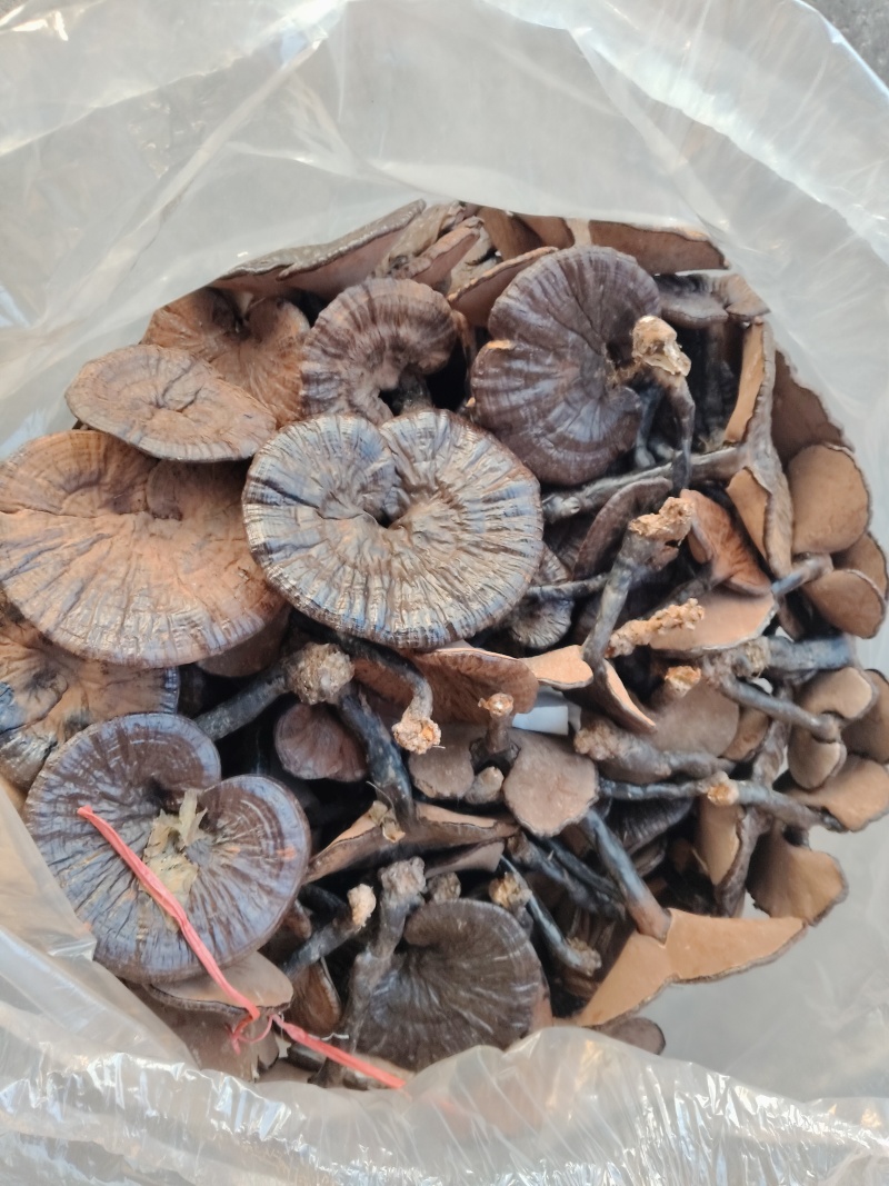 灵芝深山紫灵芝品质保证欢迎联系订购