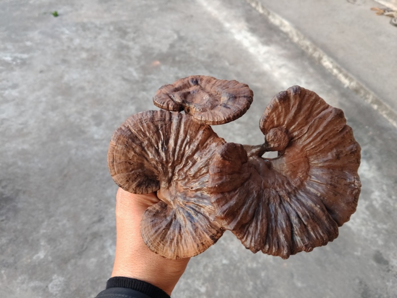 灵芝深山紫灵芝品质保证欢迎联系订购